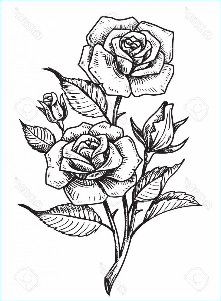 Rose Dessin Noir Et Blanc Impressionnant Galerie 1001 Images De Dessin