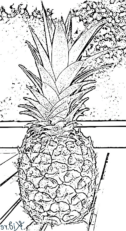 Ananas Coloriage Cool Photographie Ananas Coloriage 600 Ovh