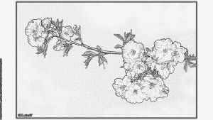 Coloriage Cerisier Bestof Galerie Fleur Cerisier Japonais Dessin