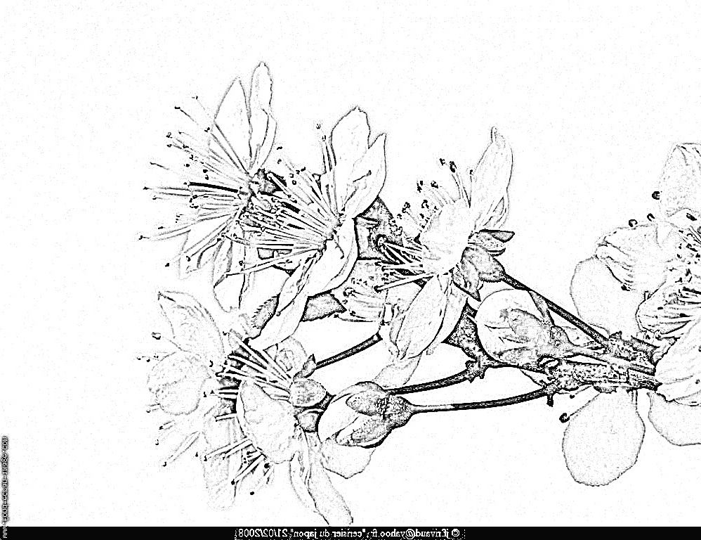 Coloriage Cerisier Cool Galerie Cerisier Du Japon Dessin Gallery Avec Et Dessin Cerisier