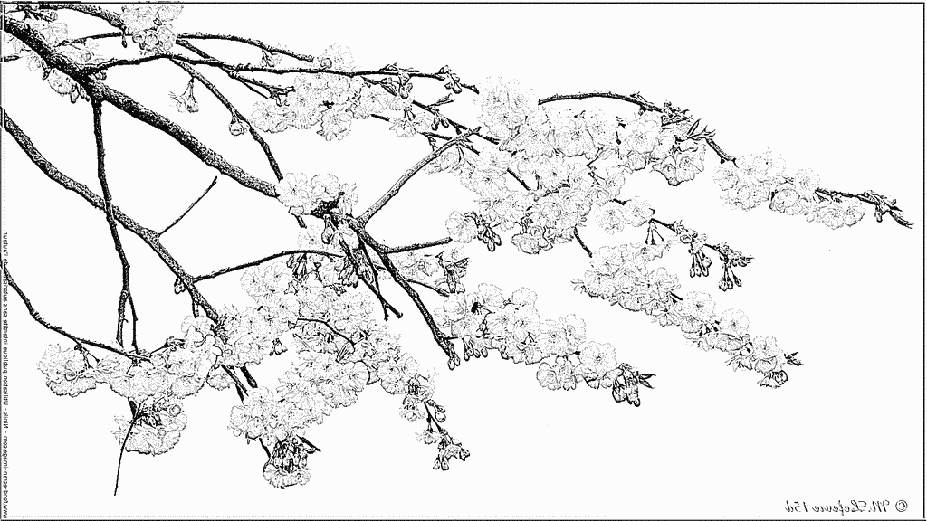 Coloriage Cerisier Élégant Photographie Du Japon A Imprimer Oq11