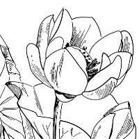 Coloriage Fleur De Lotus Bestof Collection Information About Dessin Dessin Le Site Des