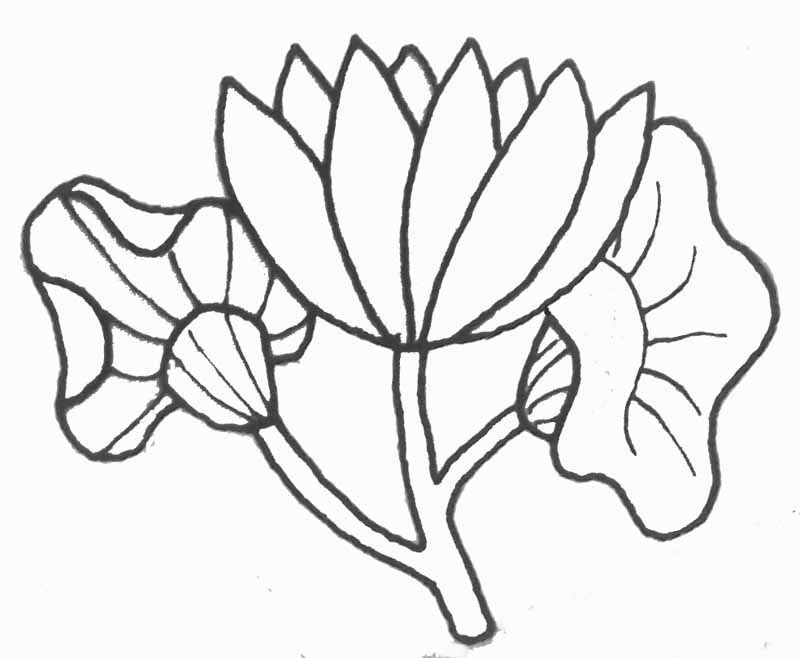Coloriage Fleur De Lotus Cool Photos Fleur De Lotus Recherche Google