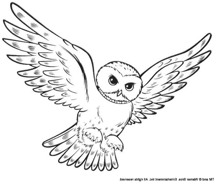 Dessin Hedwige Impressionnant Photographie Harry Potter 292 S – Coloriages à Imprimer