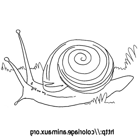Herbe Coloriage Luxe Collection Herbe Coloriage Escargot Dans Lherbe Sur Animaux org