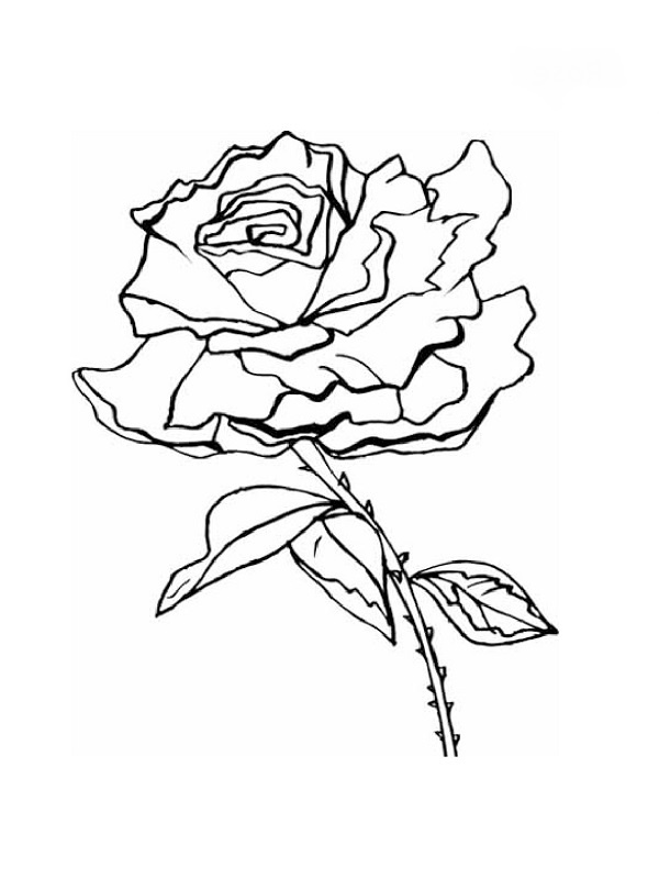 Rose A Colorier Élégant Galerie Coloriages De Fleurs