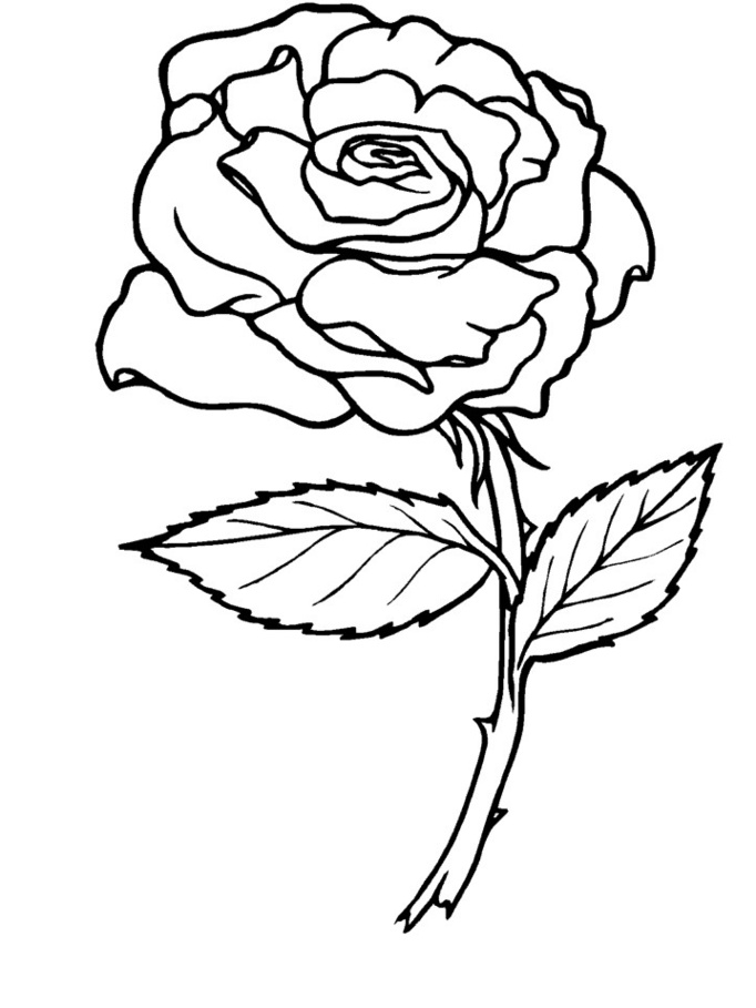 Rose A Colorier Inspirant Photographie Coloriage Roses Les Beaux Dessins De Nature à Imprimer