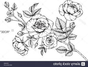 Rose Noir Et Blanc Dessin Beau Photos Fleur Rose Dimensions Illustration Noir Et Blanc Avec
