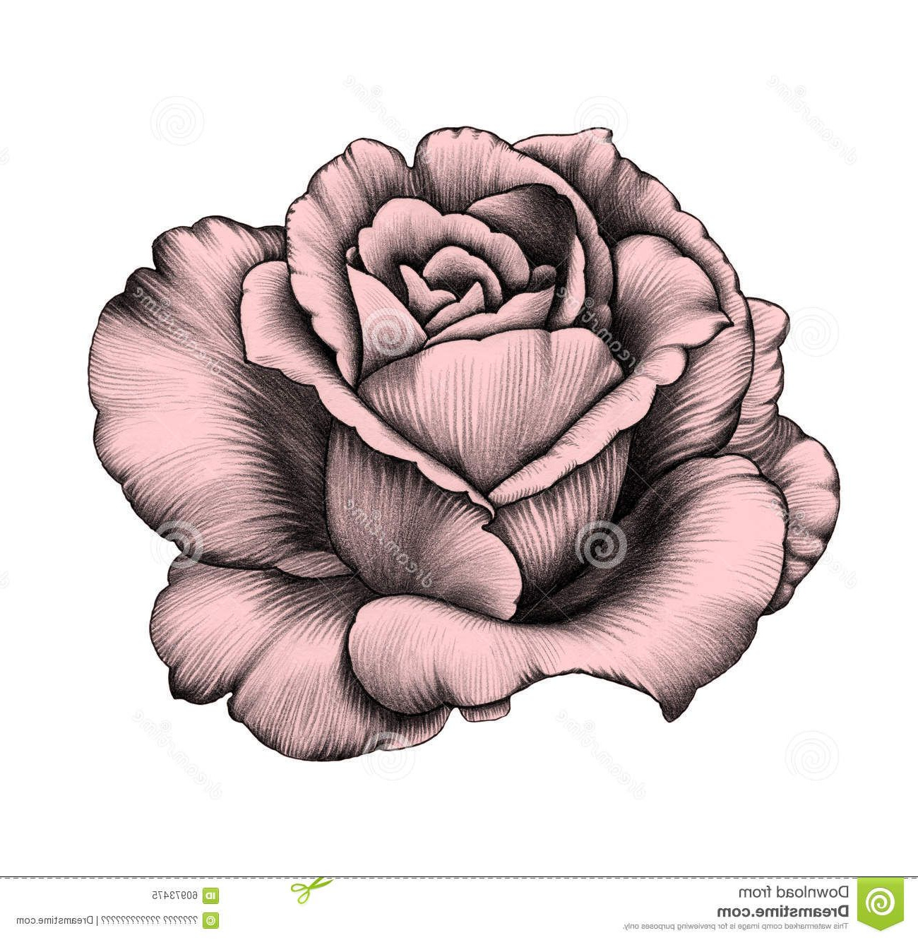 Rose Noir Et Blanc Dessin Nouveau Stock Dessin Au Crayon De Fleur De Rose Libre De Droits