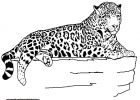 Animal A Colorier Cool Images Jaguar Google Search