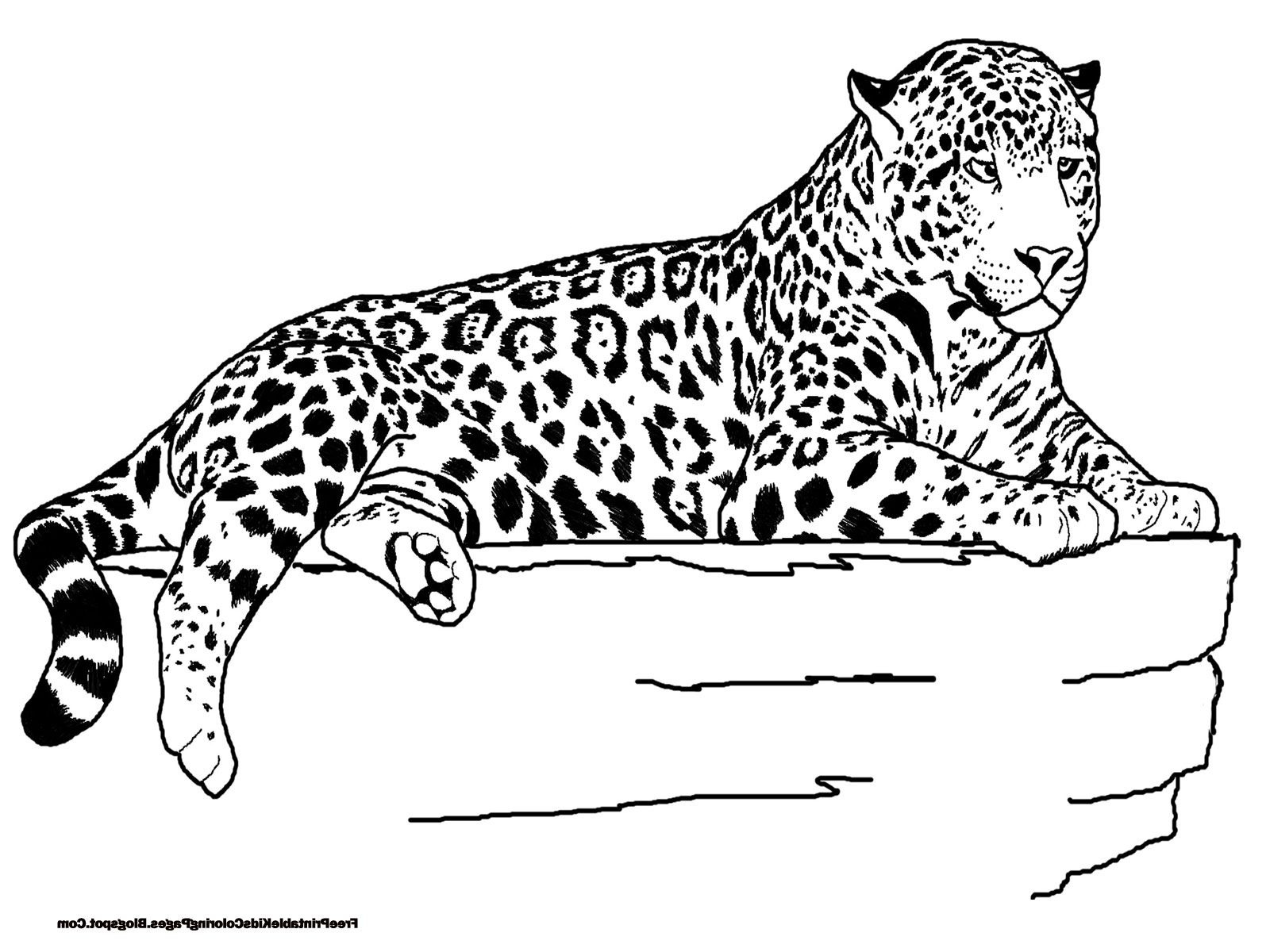 Animal A Colorier Cool Images Jaguar Google Search