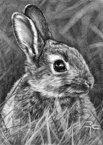 Animal Dessin Bestof Stock 40 Realistic Animal Pencil Drawings Art