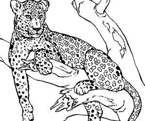 Animaux Sauvages Dessin Impressionnant Stock 98 Dessins De Coloriage Animaux Sauvages à Imprimer