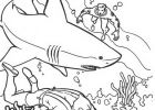 Aquaman Dessin Bestof Collection Coloriage Aquaman Avec Un Requin Dessin
