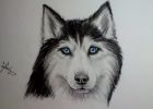 Chien Dessin Noir Et Blanc Beau Photos Chien Loup Blanc