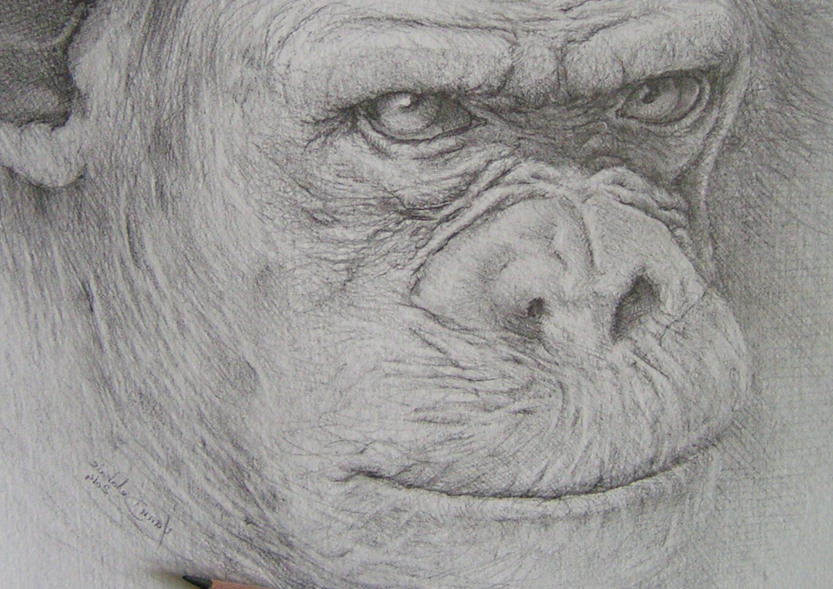 Chimpanzé Dessin Beau Photographie Chimpanzé Crayon A4 Eacone Illustrateur Portrait