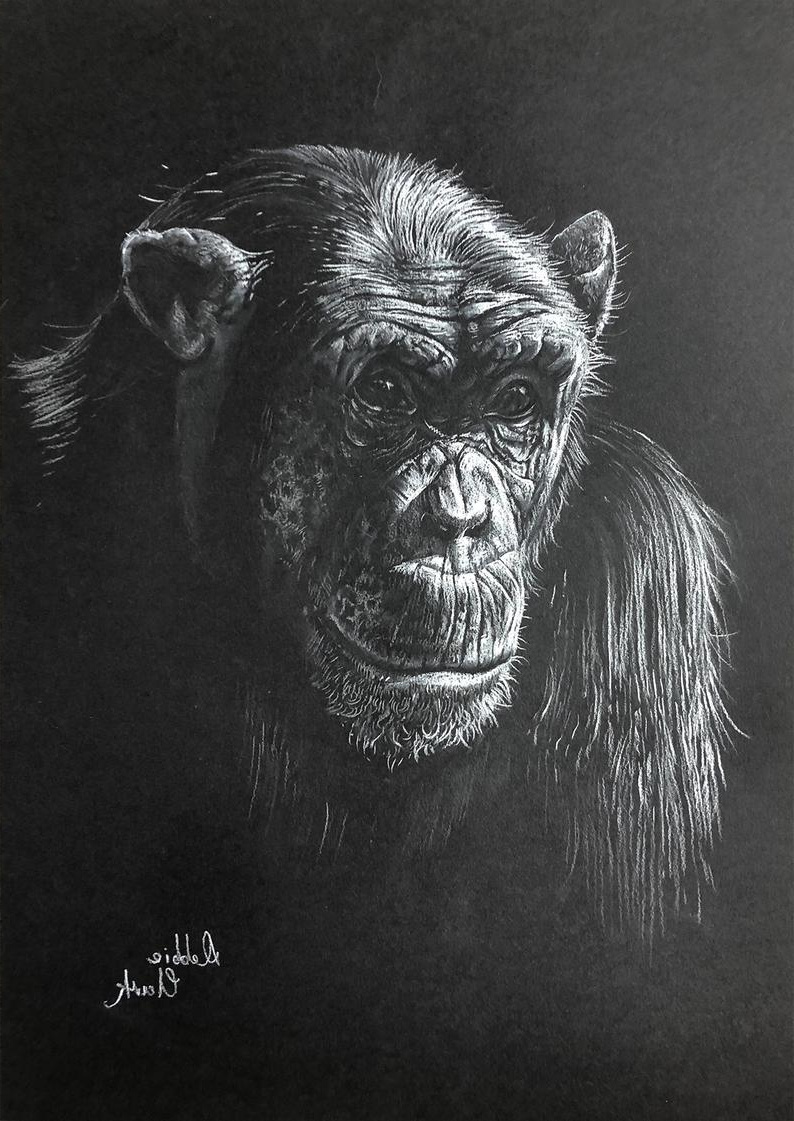 Chimpanzé Dessin Impressionnant Collection Chimpanzé Dessin Pastel Sur Papier Noir original Art Art
