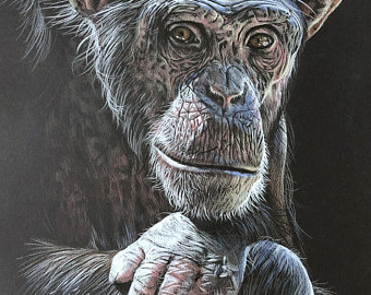 Chimpanzé Dessin Inspirant Photographie Chimpanzé Dessin Pastel Sur Papier Noir original Art Art