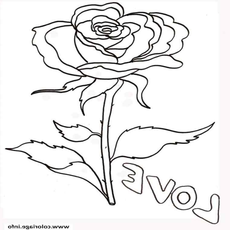 Coeur Dessin Rose Beau Photographie Coloriage De Roses A Imprimer Belle Coloriage Rose Et