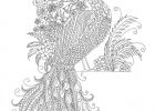 Coloriage Adulte Beau Collection 1000 Images About Peacocks Art & Coloring On Pinterest