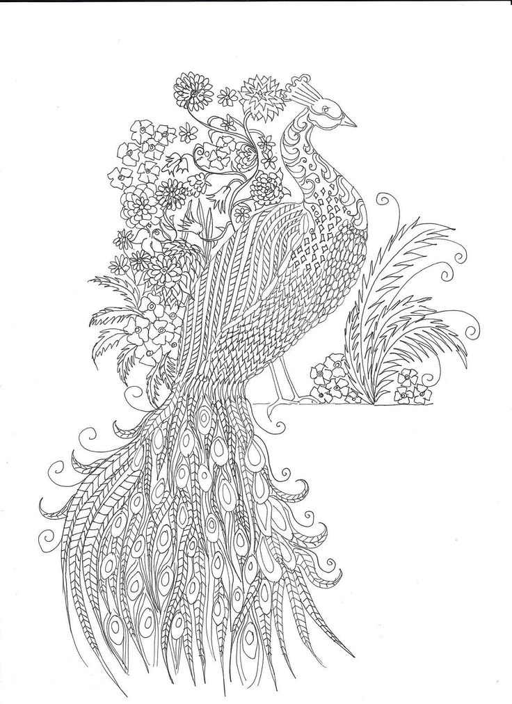 Coloriage Adulte Beau Collection 1000 Images About Peacocks Art &amp; Coloring On Pinterest