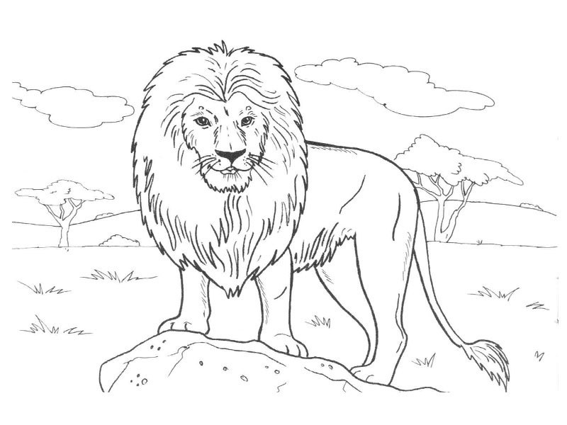 Coloriage Animaux Sauvages Lion Inspirant Galerie Animaux Sauvages De La Jungle 23 Animaux – Coloriages