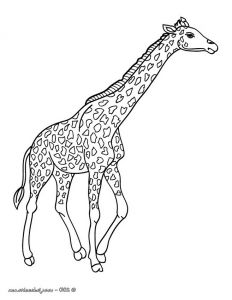 Coloriage Animaux Savane Bestof Photos Coloriages Coloriage D Une Girafe Dans La Savane Fr