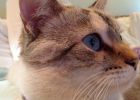 Coloriage Chat Mignon Beau Stock Chats Siamois Les Chats Royaux En 40 Photos Magnifiques