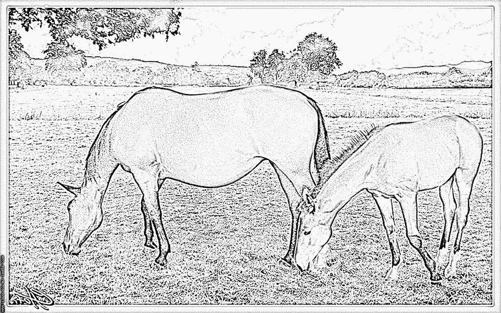 Coloriage Cheval Et Poulain Luxe Image Coloriage Dejeuner De Jument Et