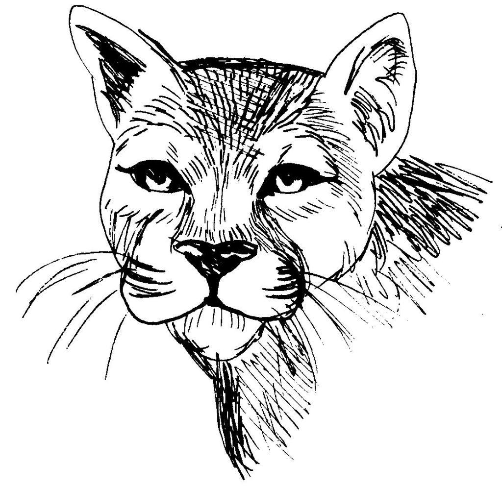 Coloriage D Animaux Unique Stock Dessin Coloriage Animal Tete De Felin Cougar – Education