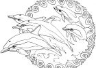 Coloriage Dauphin Sirene Élégant Photos Coloriage à Imprimer Gratuit Sirene Et Dauphin Dessins