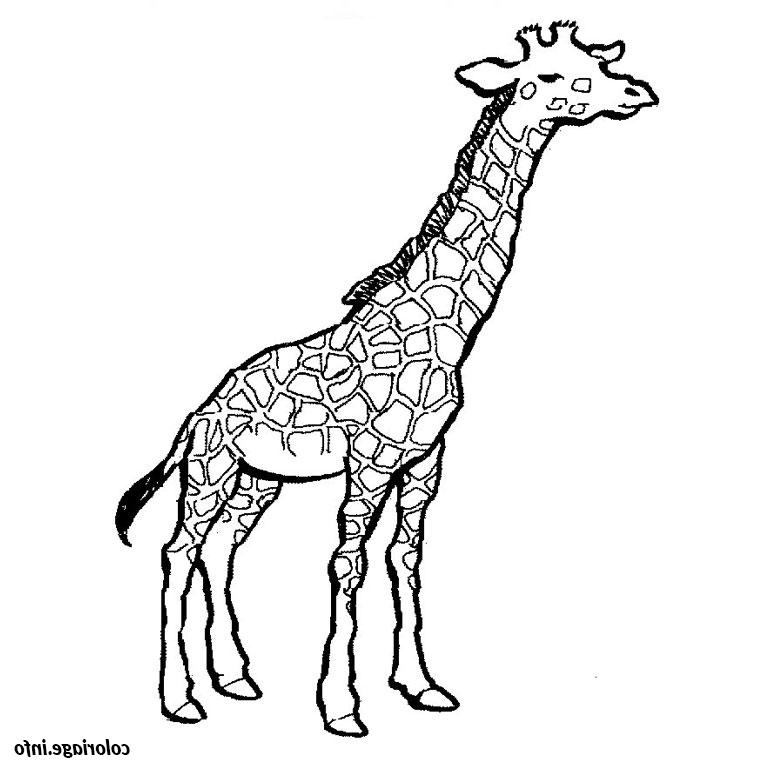 Coloriage De Girafe Inspirant Image Coloriage Girafe Jecolorie