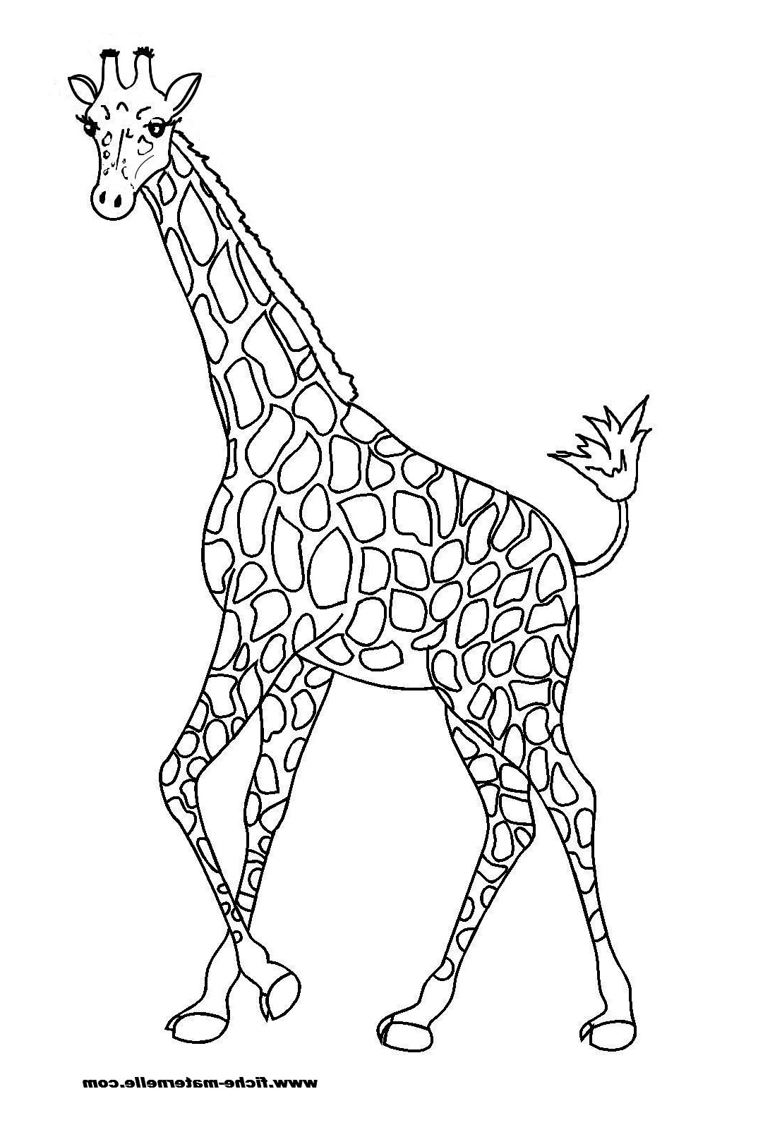 Coloriage De Girafe Unique Photographie Dessins Gratuits À Colorier Coloriage Girafe À Imprimer