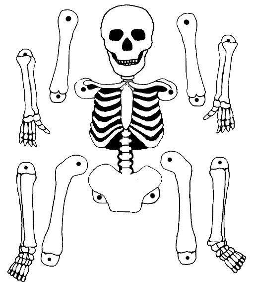 Coloriage Halloween Squelette Bestof Stock Dibujos De Esqueletos 【 Tutorial】 Dibujar Un Esqueleto