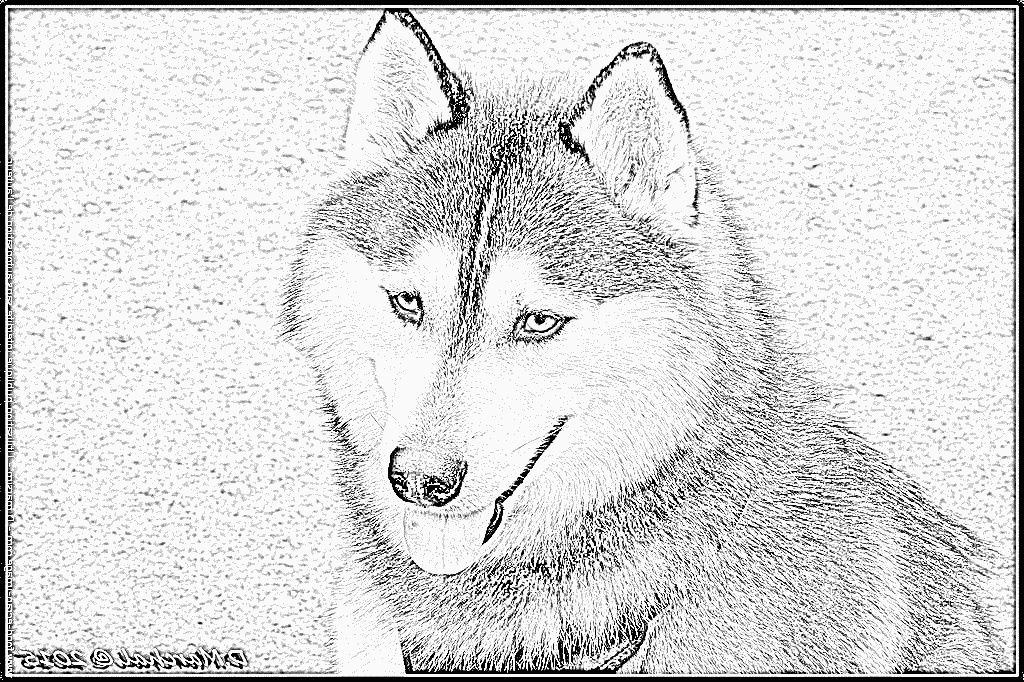 Coloriage Husky Luxe Photographie Coloriage Huski 041 1280 à Imprimer