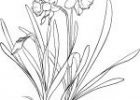 Coloriage Jonquille Luxe Photographie Coloriage Narcissus Pseudonarcissus Ou Narcisse 3314 Fleur