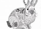 Coloriage Lapin Mandala Cool Photos Efie Goes Zentangle Ben Kwok Rabbit