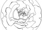 Coloriage Mandala Rose Luxe Photos 1000 Images About Watercolor Cards On Pinterest