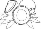 Coloriage Noix Impressionnant Image Coloriage Noix De Coco