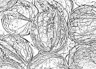 Coloriage Noix Inspirant Collection Noix Coloriage Kid