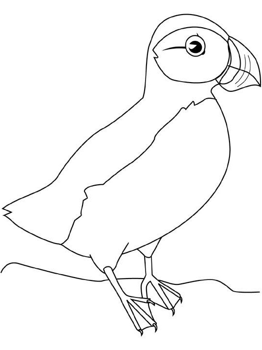 Coloriage Oiseau Impressionnant Galerie Puffin Coloring Pages Kidsuki