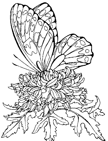 Coloriage Papillon à Imprimer Gratuit Beau Photos Coloriage Papillons à Colorier Gratuit Animaux