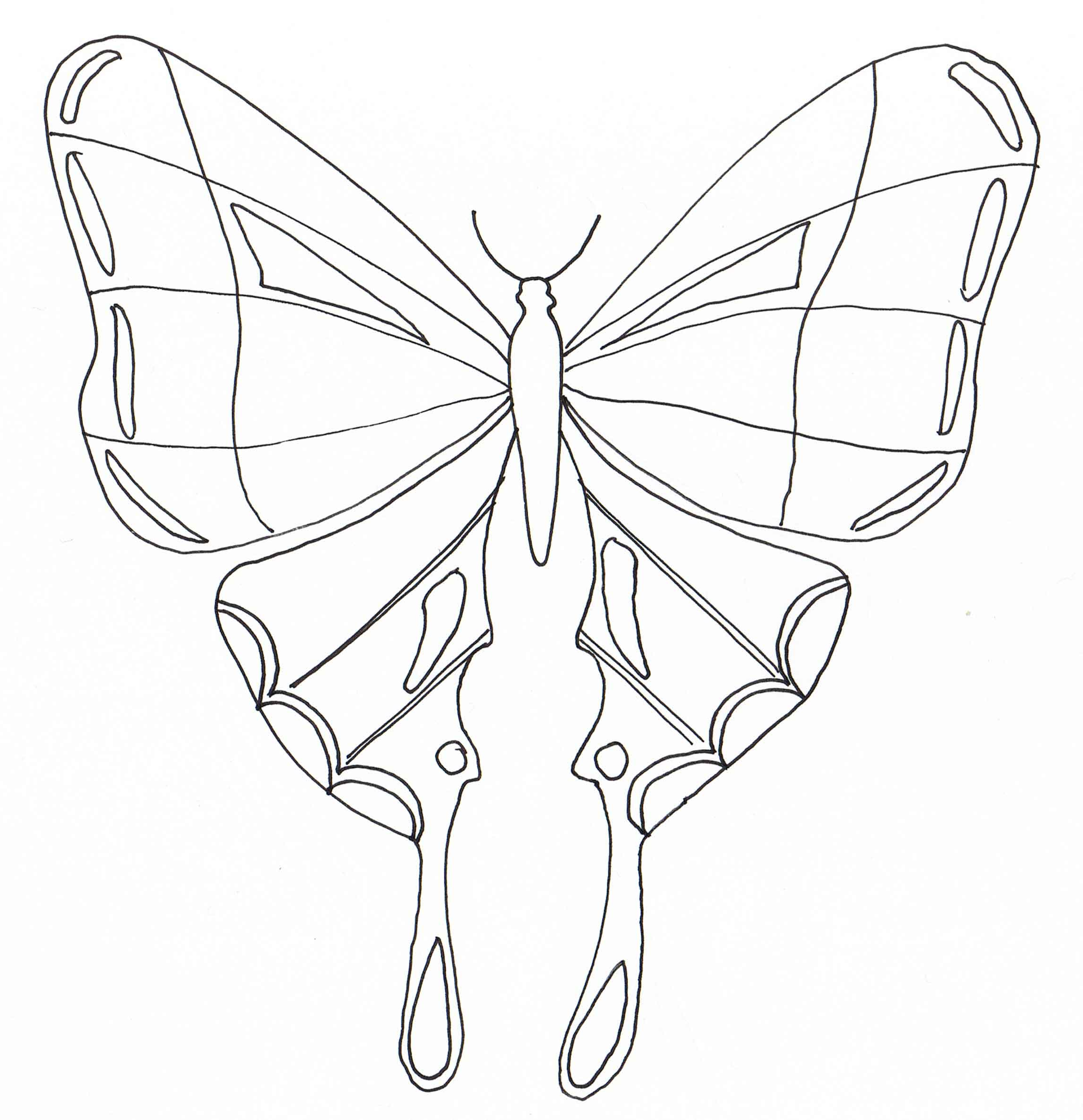 Coloriage Papillon Beau Stock Schema Papillons