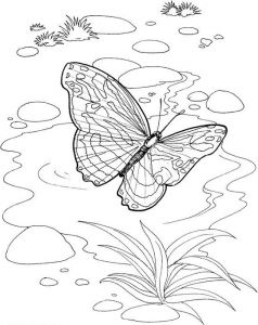 Coloriage Papillon Élégant Images Coloriage Jardin Papillon