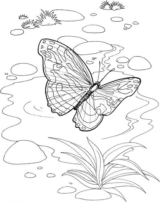 Coloriage Papillon Élégant Images Coloriage Jardin Papillon