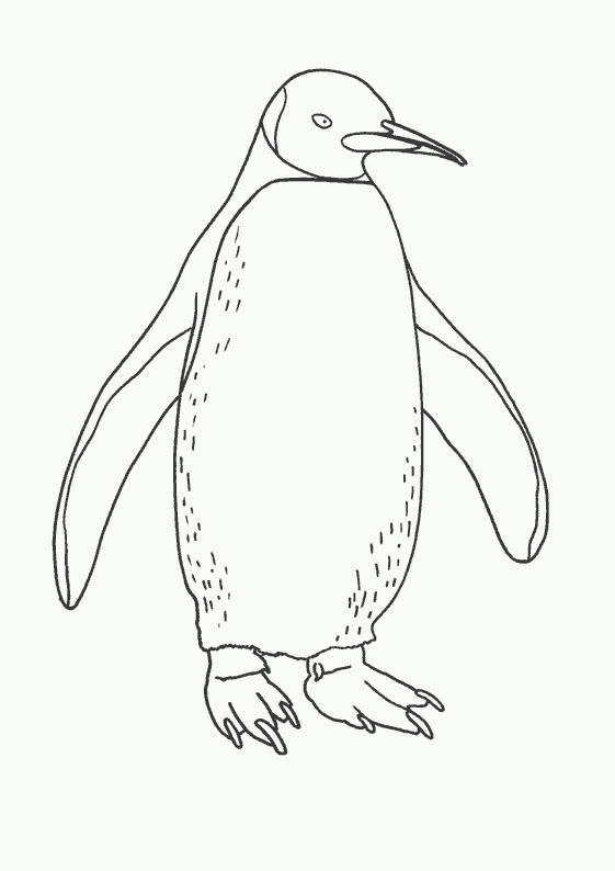 Coloriage Pingouin Beau Collection Dessin Pingouin Gratuit Imprimer