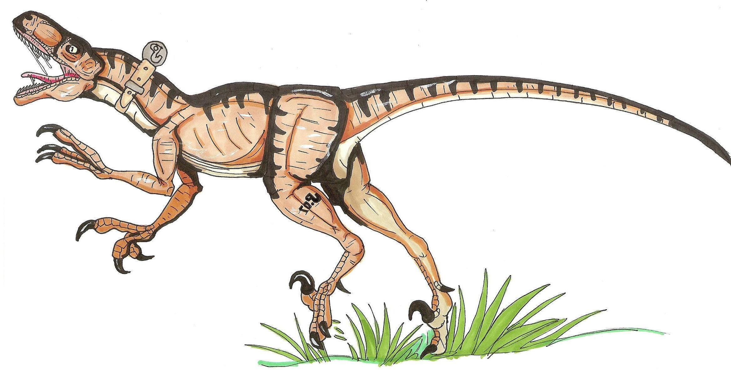 Coloriage Velociraptor Luxe Stock Frais Image De Dinosaure A Imprimer En Couleur