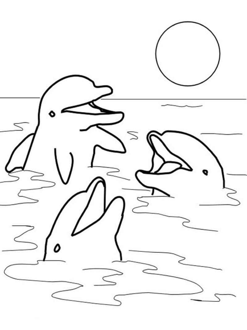 Dessin A Imprimer Dauphin Cool Photographie Coloriages Dauphins
