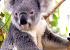 Dessin A Imprimer En Couleur Beau Collection Dessins En Couleurs à Imprimer Koala Numéro