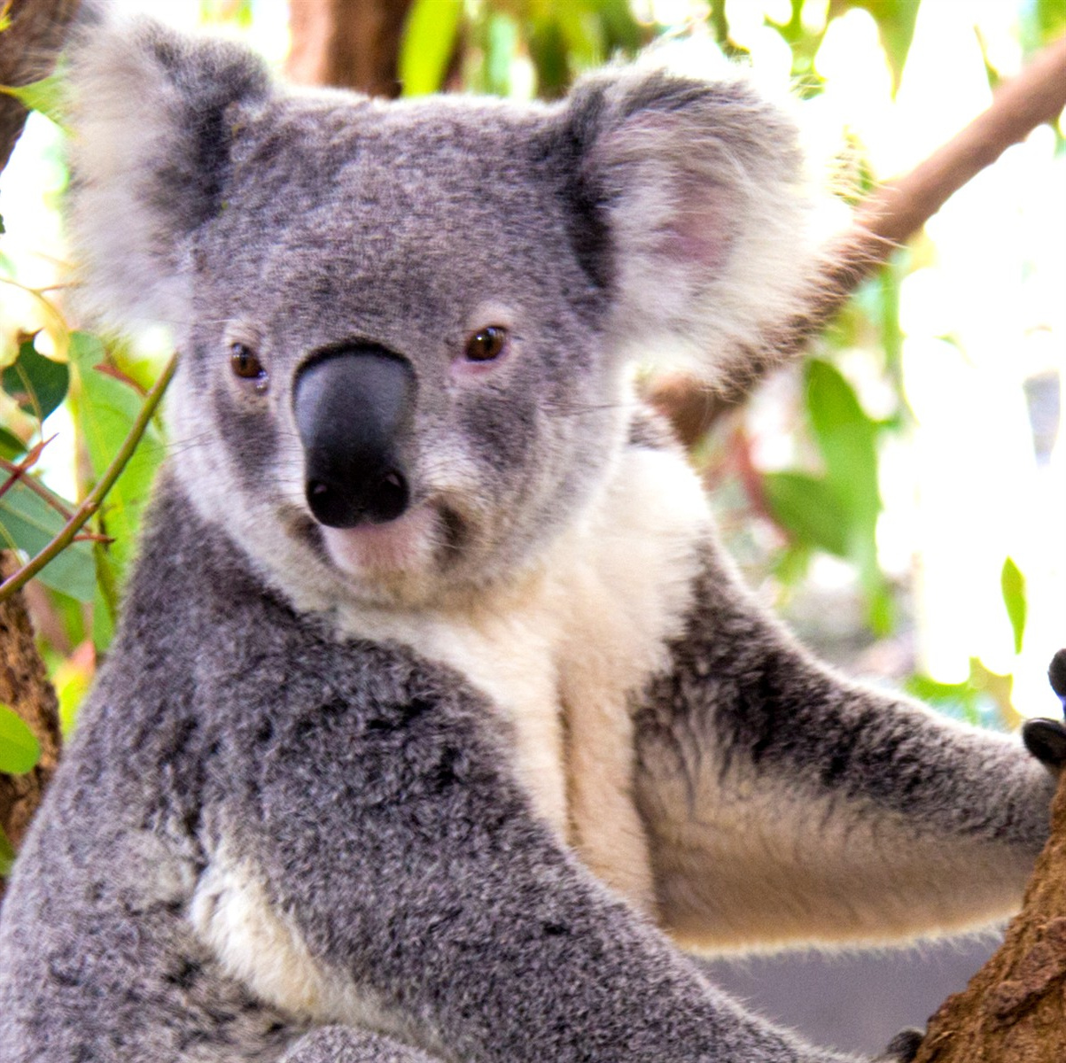 Dessin A Imprimer En Couleur Beau Collection Dessins En Couleurs à Imprimer Koala Numéro